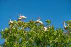 USA-Louisiana-Evangeline Parish White ibis flock in tree Art Print
